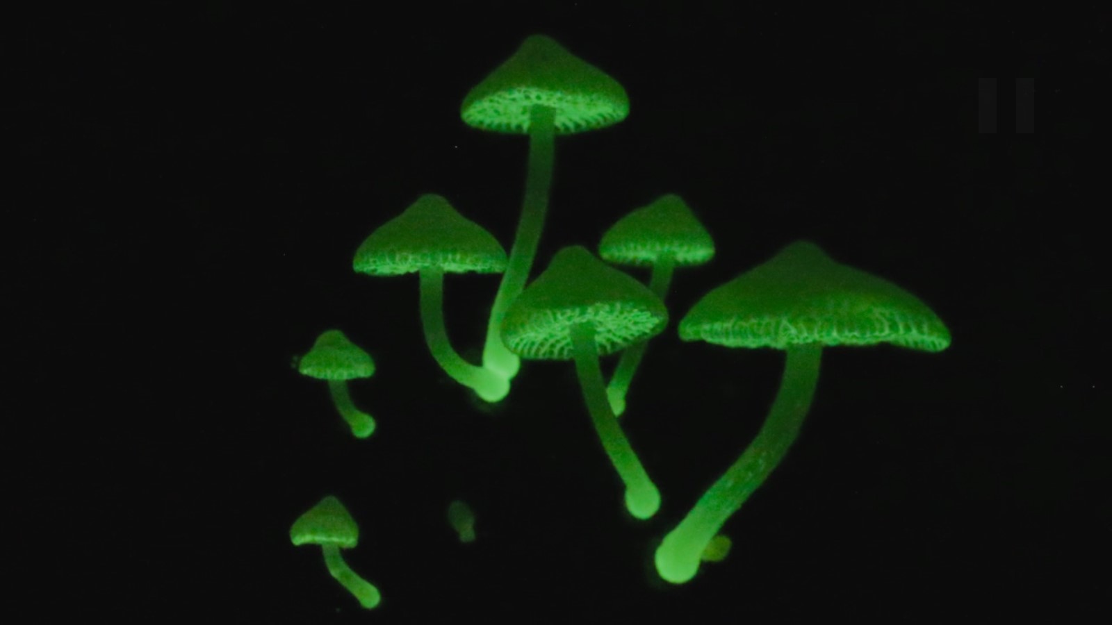 Fantastic Fungi, azaz a gombák lenyűgöző világa I. rész